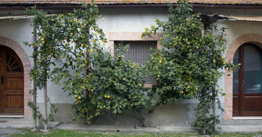 Agriturismo Monte Alzato Capalbio Ruang foto